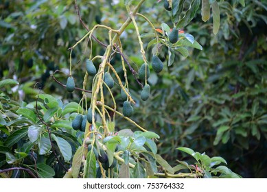 avocado tree in spain - Shutterstock ID 753764332