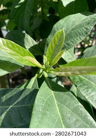 An avocado tree whose leaf tips are dusty 