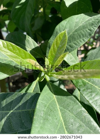 An avocado tree whose leaf tips are dusty 