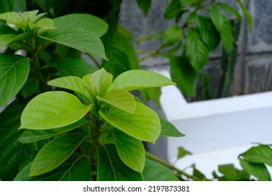 Avocado Tree In The Yard On The Pot