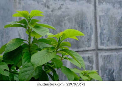 Avocado Tree In The Yard On The Pot