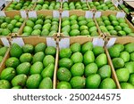 A lot of avocados in boxes