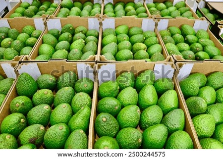 A lot of avocados in boxes