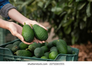 Avocados held in hands by anonymous person over the full avocado box on the ground in the garden
