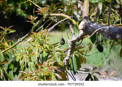 Avocados on tree, Costa Blanca, Spain - Shutterstock ID 797739592