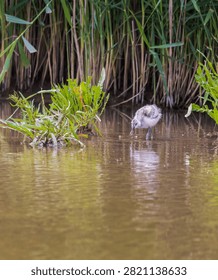 Avocet chick learning how to use its curved beak to get food.