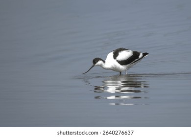 Avocet, sifting water for food