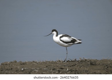 Avocet, standing on a muddy island