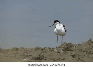 Avocet, standing on a muddy island