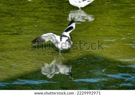 Avocet. Wading bird wings out walking through water.	 
Class:	Aves
Order:	Charadriiformes
Family:	Recurvirostridae
Genus:	Recurvirostra Foto stock © 