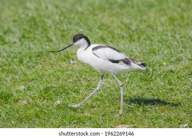 An Avocet Walking On Grass. Image Taken At Wetland Centre In Arundel, UK.