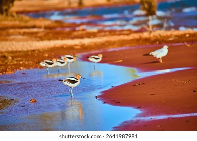 Avocets and Gull in Shallow Lagoon at Golden Hour Eye Level View