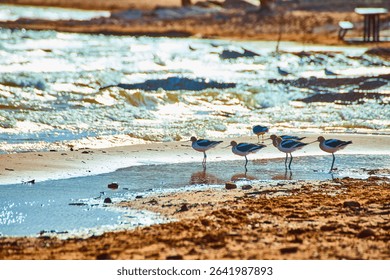 Avocets at Tranquil Lakeshore with Golden Water Reflections Eye Level View