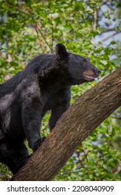 To Avoid Danger, A Black Bear Will Climb Higher In The Tree