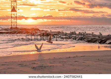 Avon By the Sea, New Jersey, USA - Seagulls landing on the beach near the shark river inlet at sunrise.