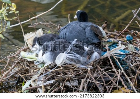 Awake young bird chicks and coot mother nesting in plastic waste and rubbish in hyde park, London, England