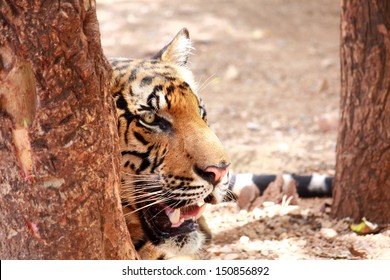 Awe tiger is lying behind a tree