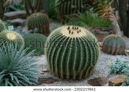 Awe-Inspiring Beauty of Nature: Barrel Cactus. A barrel cactus stands in stark contrast to its barren surroundings, with bright green growth and sharp thorns. Its beauty is undeniable.