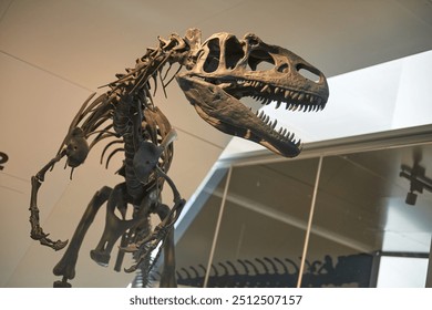 Awe-Inspiring Carnivorous Dinosaur Skeleton Towering in Natural History Museum Exhibit Captivates Visitors of All Ages. Majestic Prehistoric Predator Fossil Displayed in World-Renowned Paleontological - Powered by Shutterstock