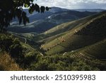 An awe-inspiring view of the vineyard terraces cascading through the Douro Valley in northern Portugal.