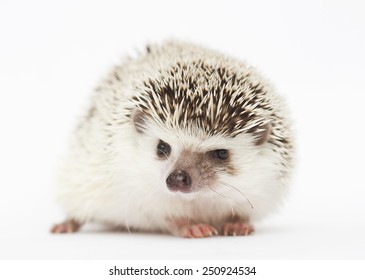 awesome and beautiful rodent hedgehog baby in white background