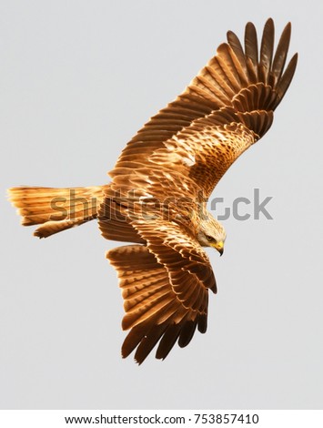 Similar – Awesome bird of prey in flight