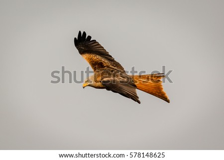 Similar – Awesome bird of prey in flight