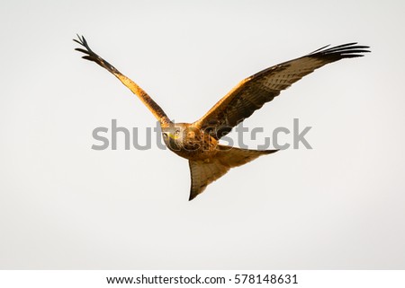 Similar – Awesome bird of prey in flight