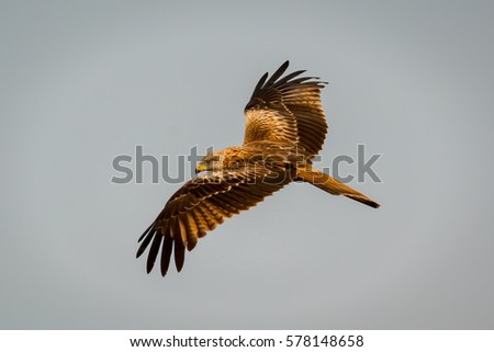 Similar – Fantastischer Raubvogel im Flug