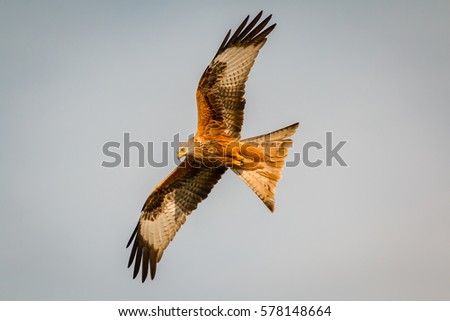 Awesome bird of prey in flight