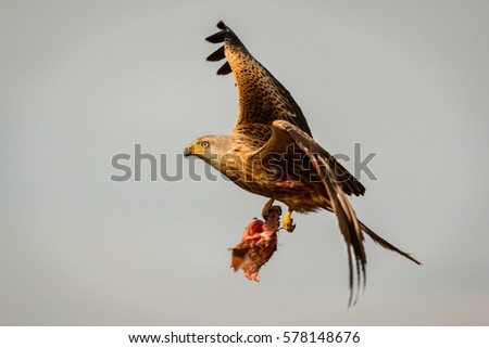 Similar – Awesome bird of prey in flight