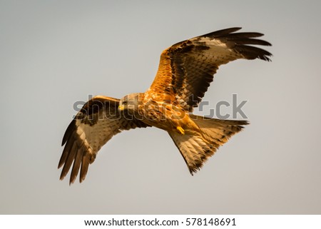 Similar – Awesome bird of prey in flight