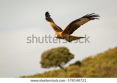 Similar – Awesome bird of prey in flight