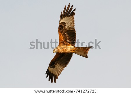 Similar – Fantastischer Raubvogel im Flug