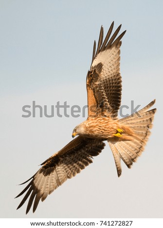 Awesome bird of prey in flight