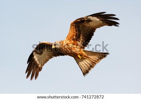 Similar – Awesome bird of prey in flight