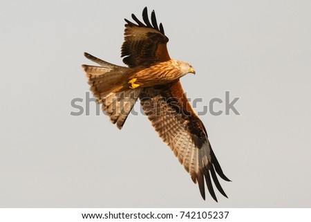 Similar – Fantastischer Raubvogel im Flug