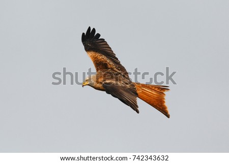 Similar – Awesome bird of prey in flight