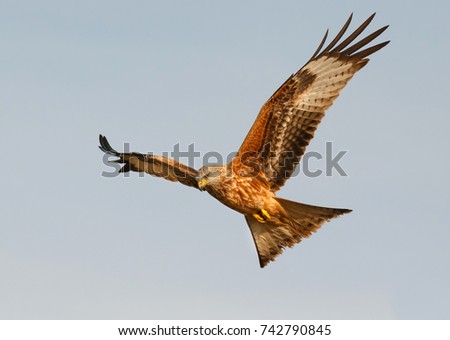 Similar – Fantastischer Raubvogel im Flug