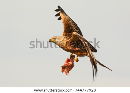 Awesome bird of prey in flight