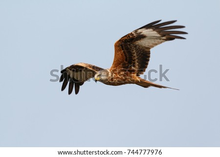 Similar – Awesome bird of prey in flight