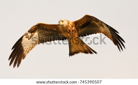 Similar – Awesome bird of prey in flight