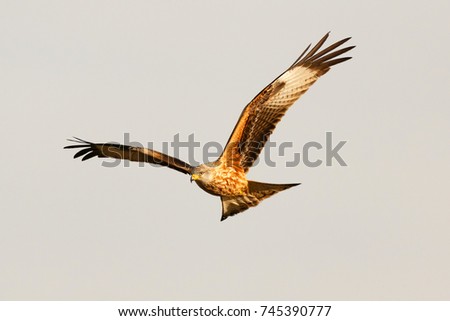 Awesome bird of prey in flight