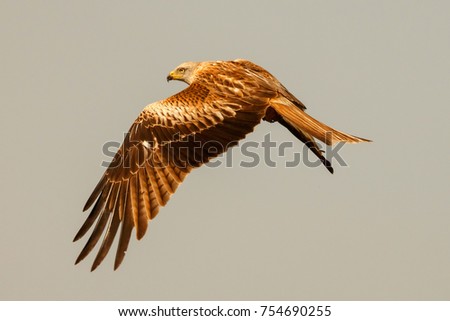 Similar – Awesome bird of prey in flight