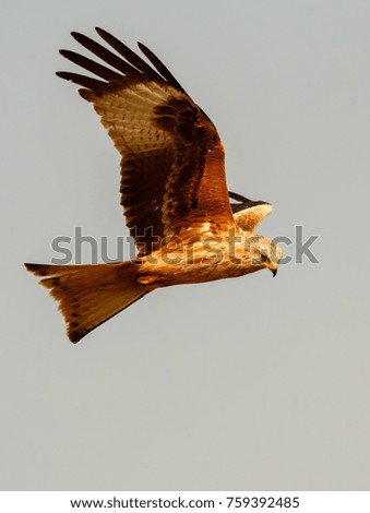 Similar – Awesome bird of prey in flight