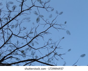 Awesome combination of sky and tree 