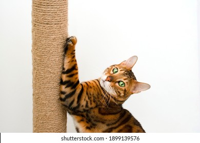 Awesome Cute Bengal Cat Scratching Scratching Post, Looking At Camera On White Background, Copy Space For Text