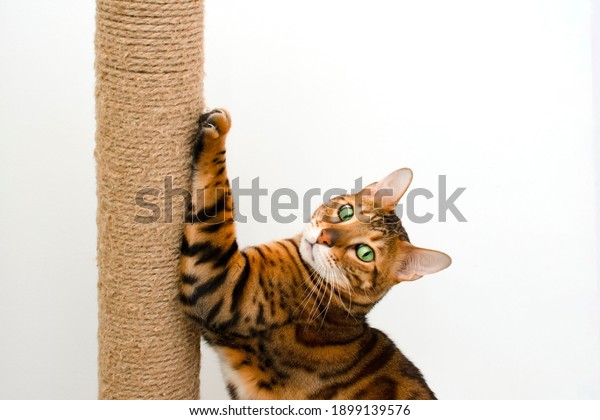 Awesome cute bengal\
cat scratching scratching post, looking at camera on white\
background, copy space for\
text