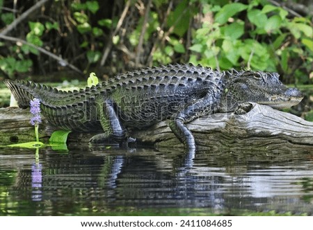 Awesome Gator Scute on the Back of a Gator on a Log 