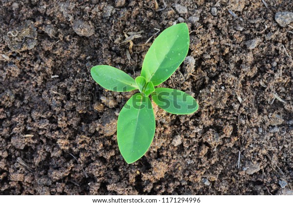 Awesome Green Plant Growing on Black soil background royalty free stock images
